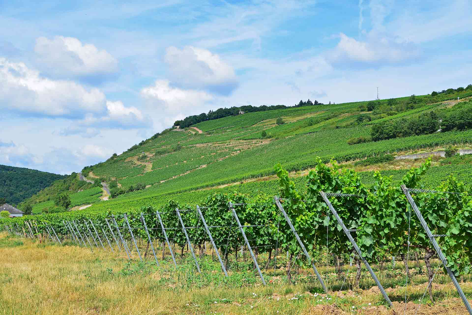 weingut-wendel-bingen-rochusberg