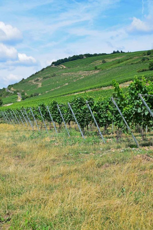 Weingut Wendel Bingen